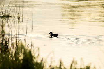 Duck at dawn on river