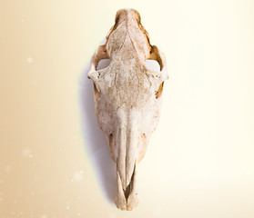 Horse skull