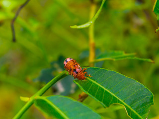  beetle mating
