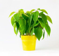 green Poinsettia (euphorbia pulcherrima) in vivid yellow pot against white background, still life photo