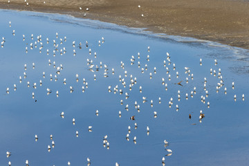 Sea Gulls at the Salton Sea