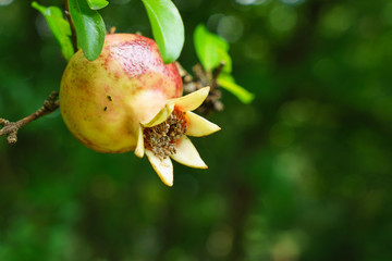 Princess pomegranate