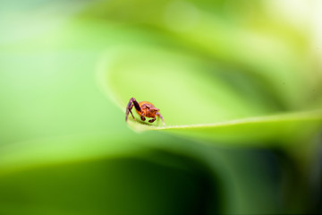 Spider macro backgrounds