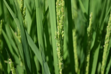 Fototapeta na wymiar 稲の花／山形県の庄内地方で、稲の花が咲き始め収穫間近の田園風景を撮影した写真です。