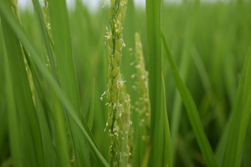 Obraz premium 稲の花／山形県の庄内地方で、稲の花が咲き始め収穫間近の田園風景を撮影した写真です。