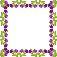 petunia frame isolated on white background