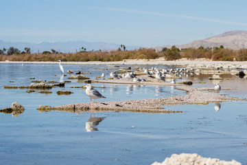 Obraz premium Birds in the Salton Sea