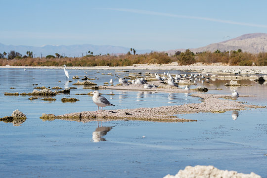 Birds in the Salton Sea