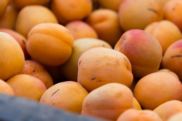 fresh apricots