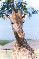 Close up shot of giraffe head