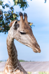 Close up shot of giraffe head