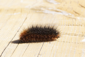 Caterpillar of Garden tiger moth