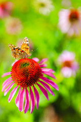 Colorful butterfly on flower purple coneflower (Echinacea)