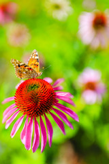 Colorful butterfly on flower purple coneflower (Echinacea)