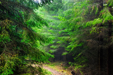 In the Carpathian spruce forest in the rain