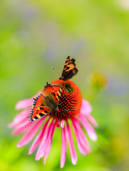Colorful butterfly on flower purple coneflower (Echinacea)