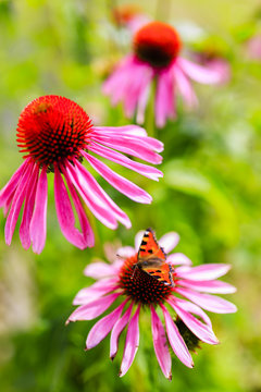 Colorful butterfly on flower purple coneflower (Echinacea)