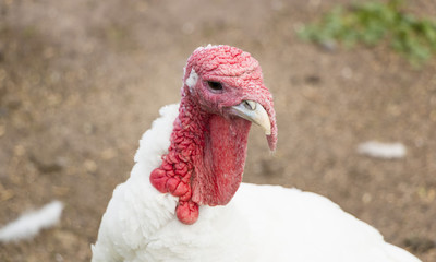 White turkey from poultry farm