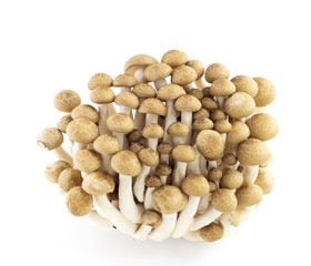 Brown beech mushrooms, Shimeji mushroom, Edible mushroom isolate