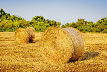 Hay bail harvesting in golden field landscape