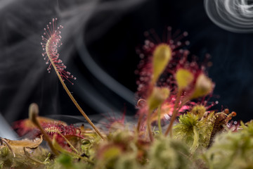 Leaf of Sundew. 
Sundew (Drosera) lives on swamps insects sticky leaves.