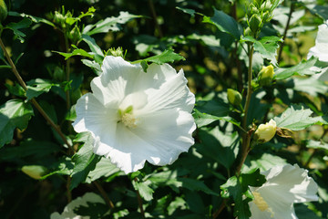 Hibiscus syriacus