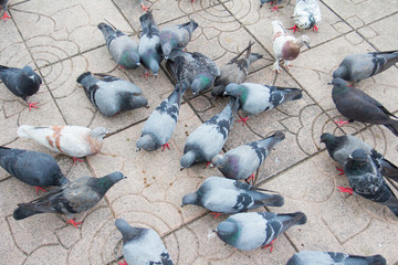 Pigeon close up in park. © suradeach seatang