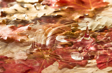 autumn leaves in water