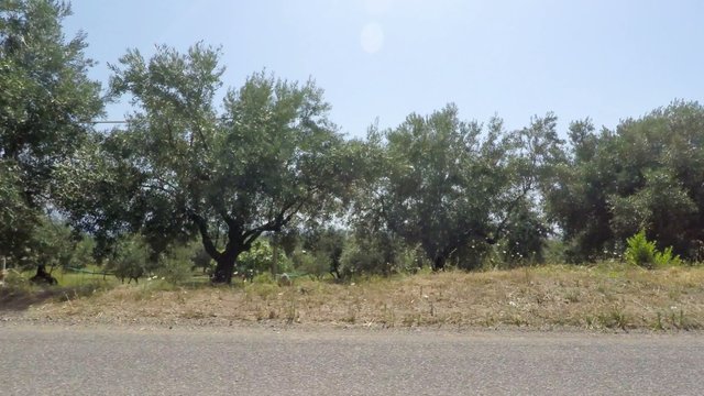 Olive Trees and Road, Real Time, 4k