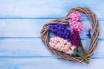 Fototapeta na wymiar Postcard with fresh flowers hyacinths and decorative heart