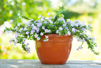 summer flower in a pot