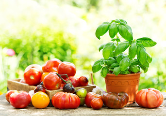 fresh tomatoes and green basil