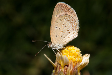 butterflie © phusitr