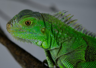 Iguana