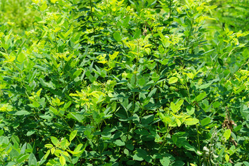 Lespedeza japonica bailey