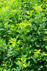 Lespedeza japonica bailey