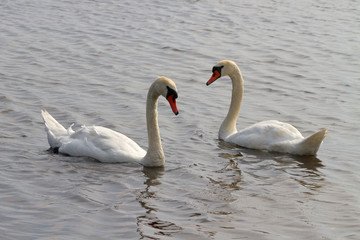 Fototapeta premium Swans on the water.