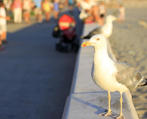 goéland oiseau touristes plage