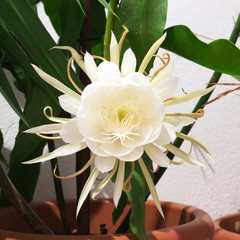 Epiphyllum Oxypetalum