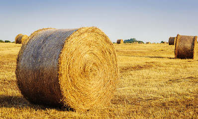 Fototapeta premium Beautiful yellow field with haystacks at sunset
