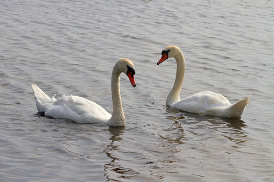 Swans on the water.