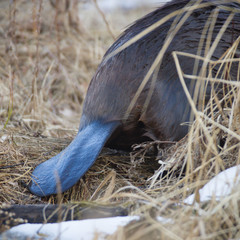 beaver © TSpider