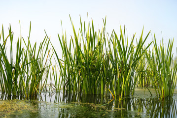 Obraz premium river