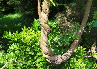 Naklejka premium Fancy twisted branch