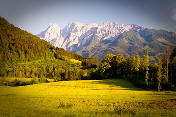 Mountain meadow