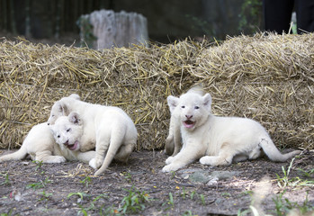 Naklejka na ściany i meble A Pride of White Lion Cubs