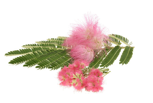 .Mimosa Albizia julibrissin  foliage and flowers isolated 