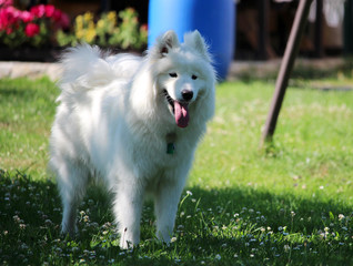 White samoyed puppy dog female at garden
