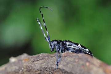 ゴマダラカミキリムシ