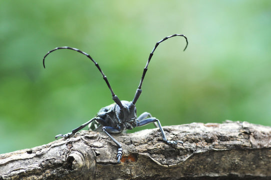 6 665 件の最適な 髪切虫 画像 ストック写真 ベクター Adobe Stock